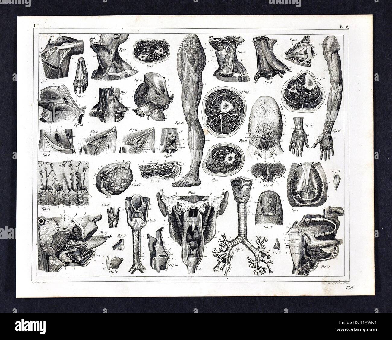 1849 medizinischen Abbildung der menschlichen Anatomie Stockfoto