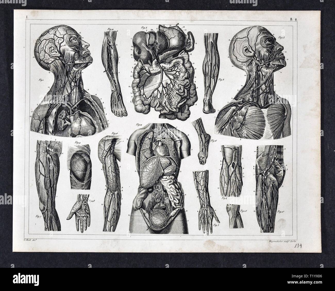 1849 medizinischen Abbildung der menschlichen Anatomie, Kreislauf und die Organe des Unterleibs, Hals und Hüfte Stockfoto