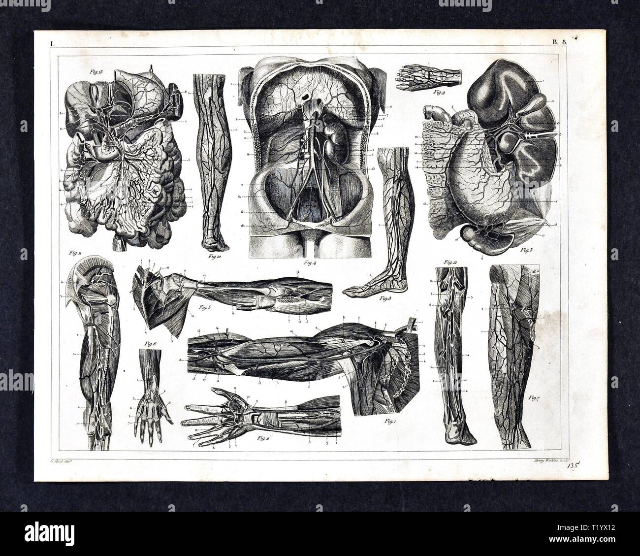 1849 medizinischen Abbildung der menschlichen Anatomie Kreislaufsystem Stockfoto