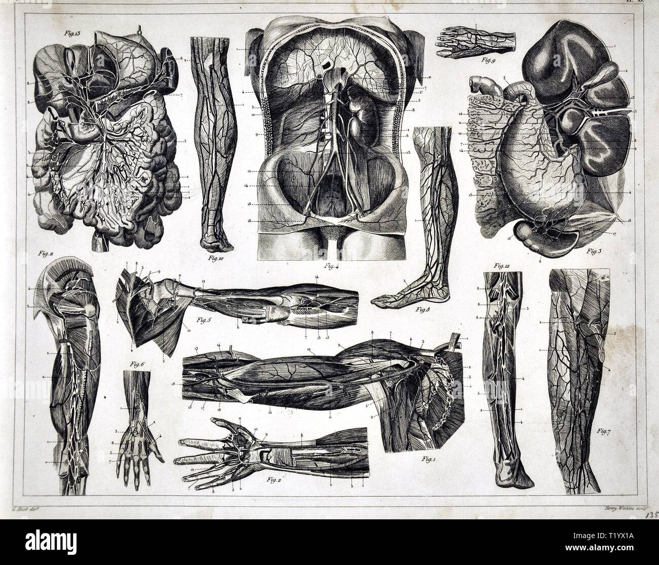 1849 medizinischen Abbildung der menschlichen Anatomie Kreislaufsystem Stockfoto