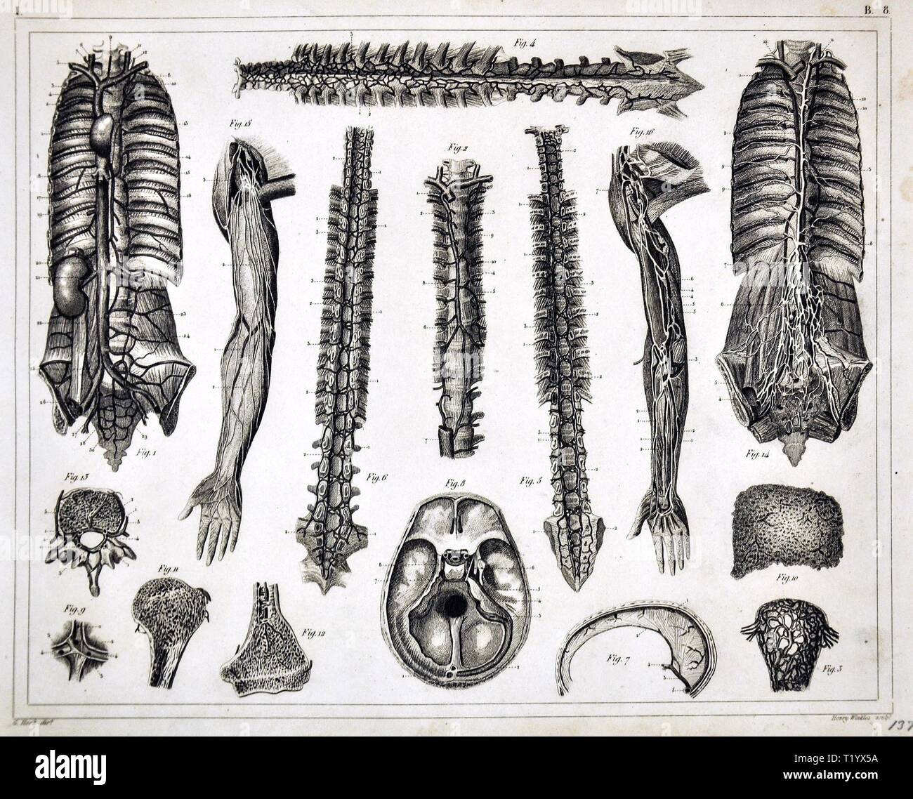 1849 Die menschliche Anatomie Drucken Übersicht Bewegungsapparates einschliesslich der Wirbelsäule, Thorax und Arm Stockfoto