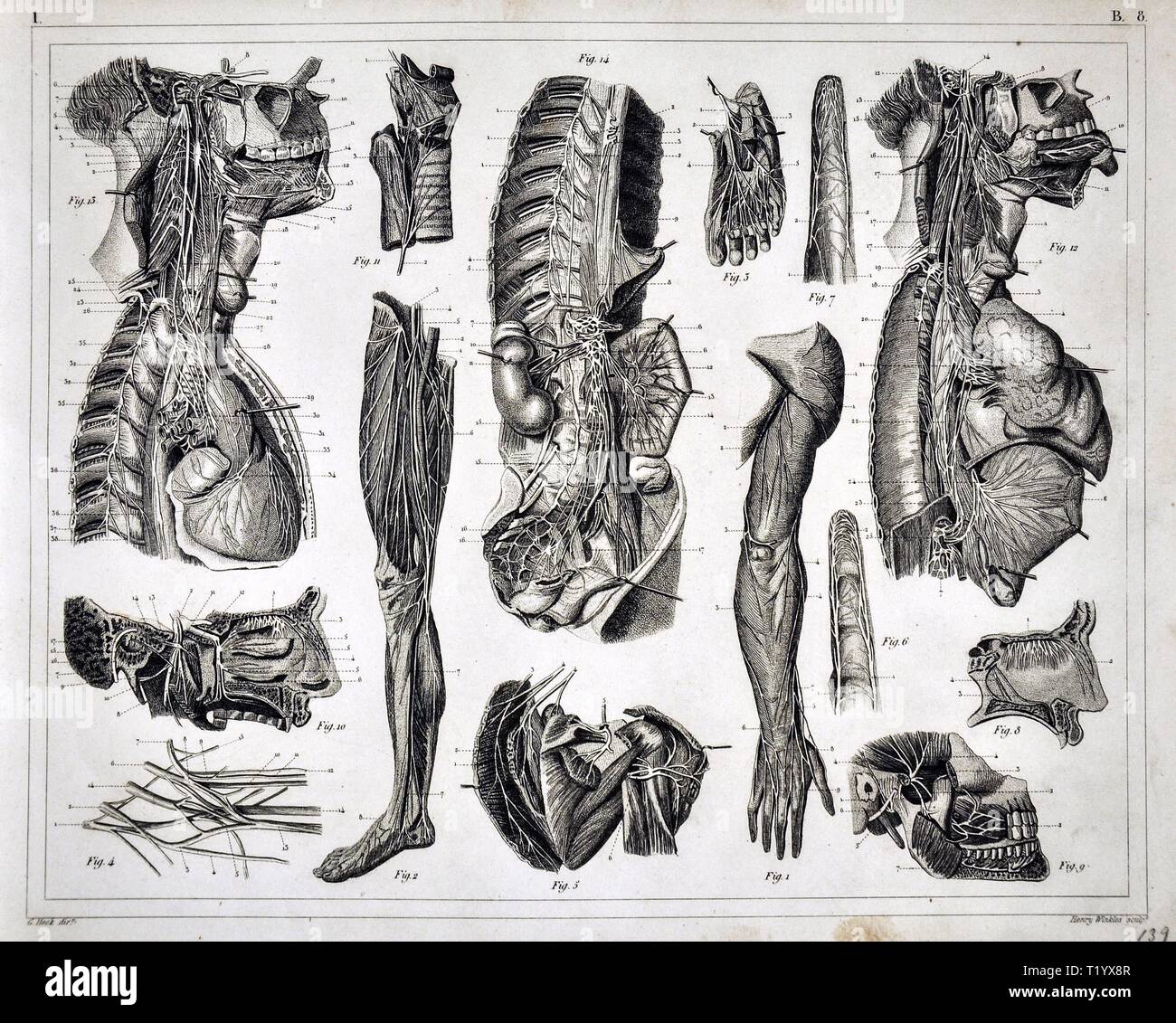1849 Drucken Anatomie des menschlichen Muskel- und Skelettsystem Dissektion Stockfoto