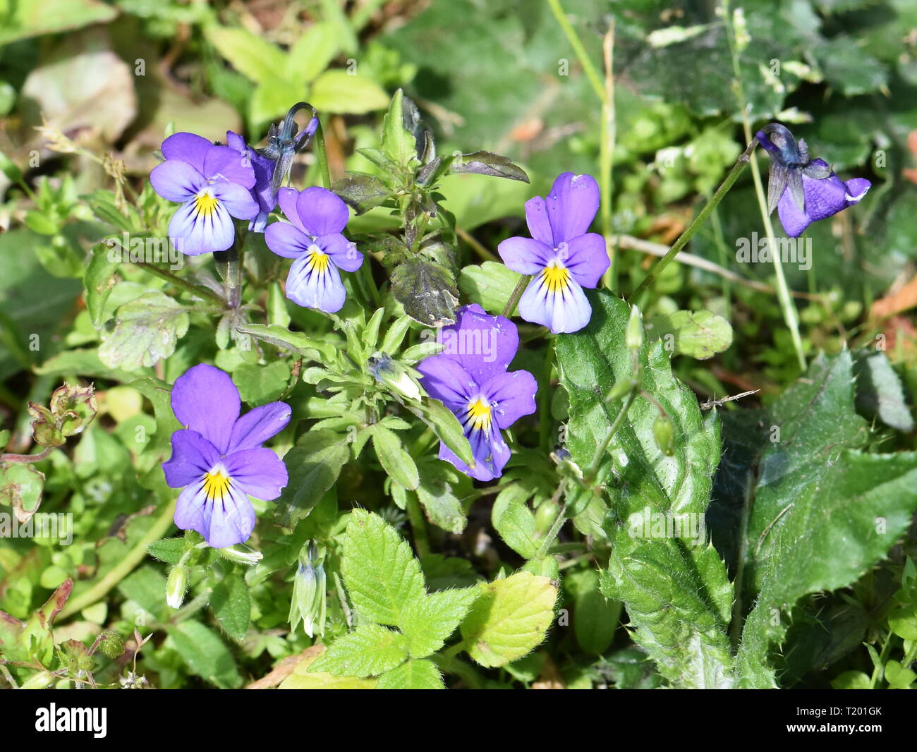 Wildes Stiefmütterchen blumen Viola tricolor Stockfoto