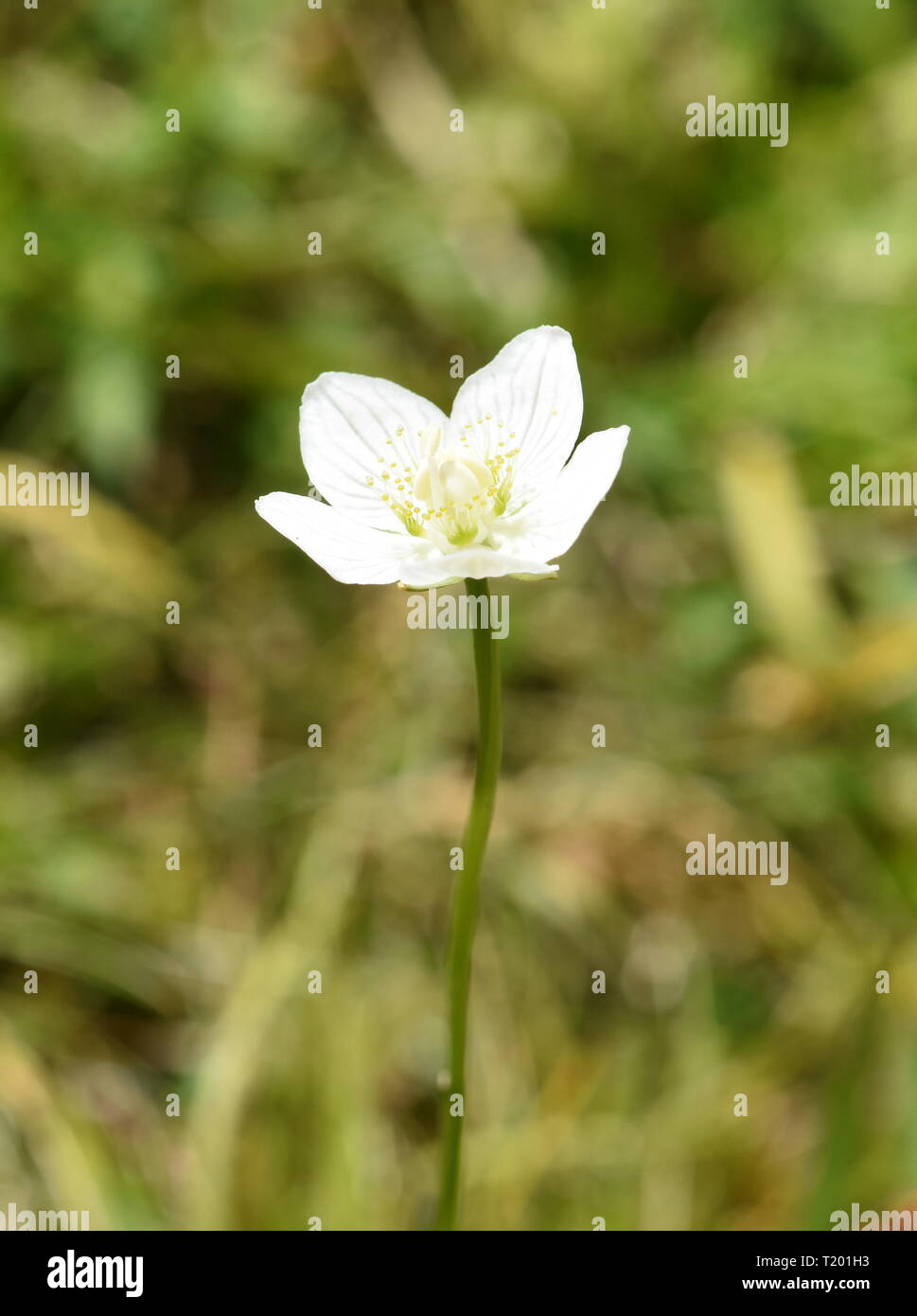 Die wildflower Marsh Grass der Parnassus Parnassia palustris Stockfoto