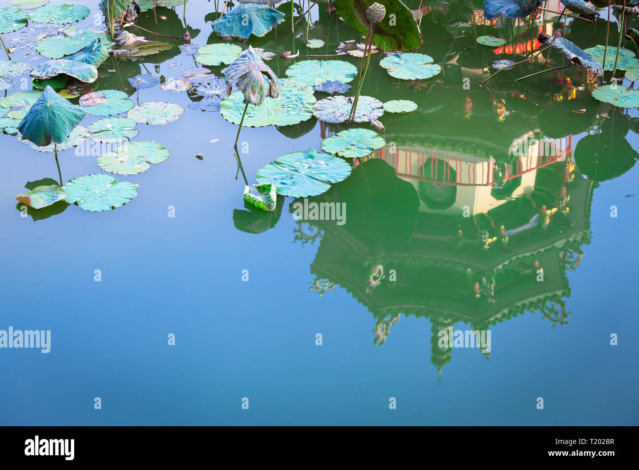 Ruhige Szene von Seerose Lotus Blätter am Teich, Reflexion der traditionellen asiatischen Architektur detail und blauer Himmel (Kopie) Stockfoto