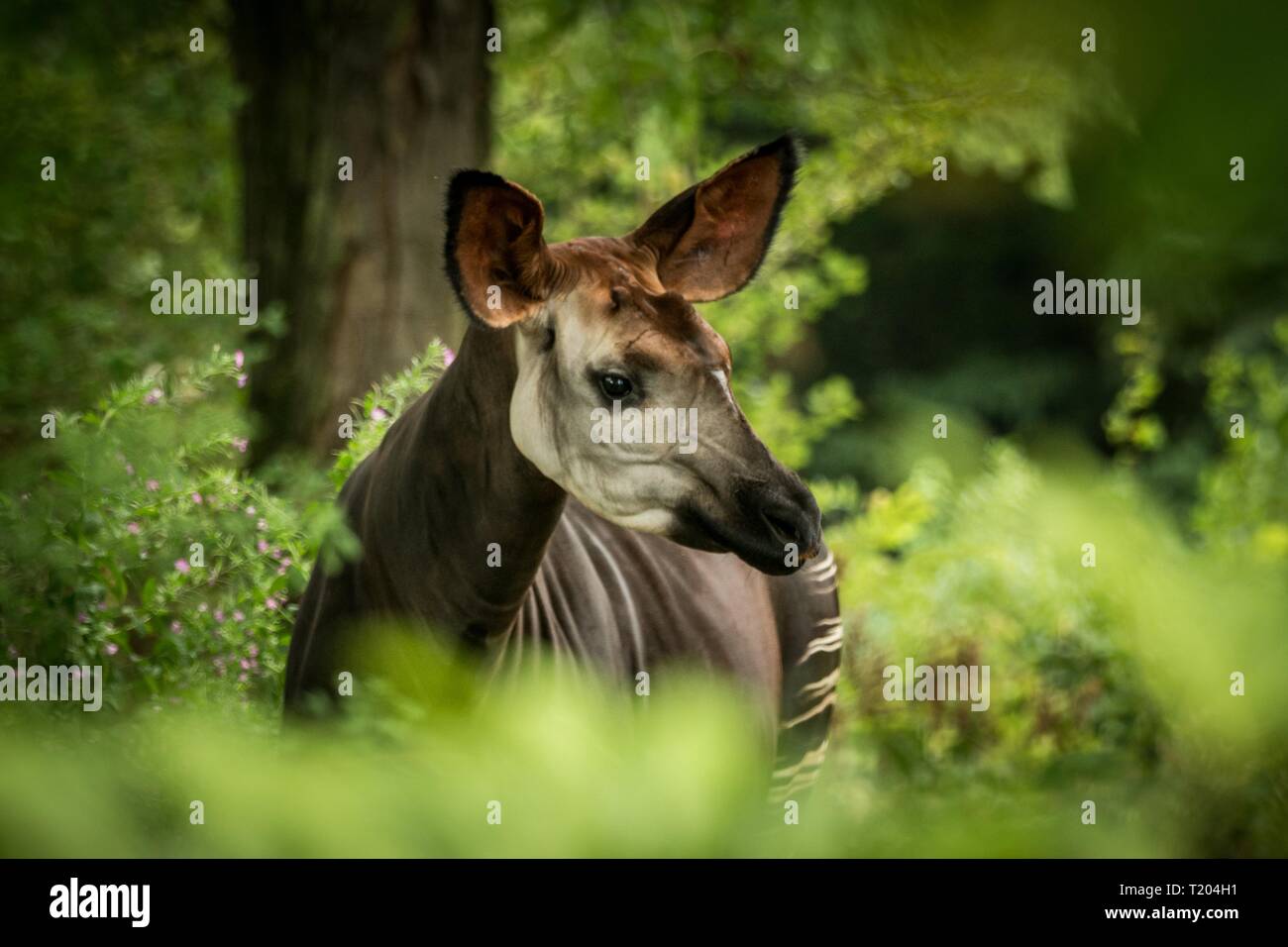 Okapi (Okapia johnstoni), Wald Giraffe oder zebra Giraffe, artiodactyl Säugetier Native Jungle oder tropischen Wald, Kongo, Zentralafrika, schöne Ein Stockfoto