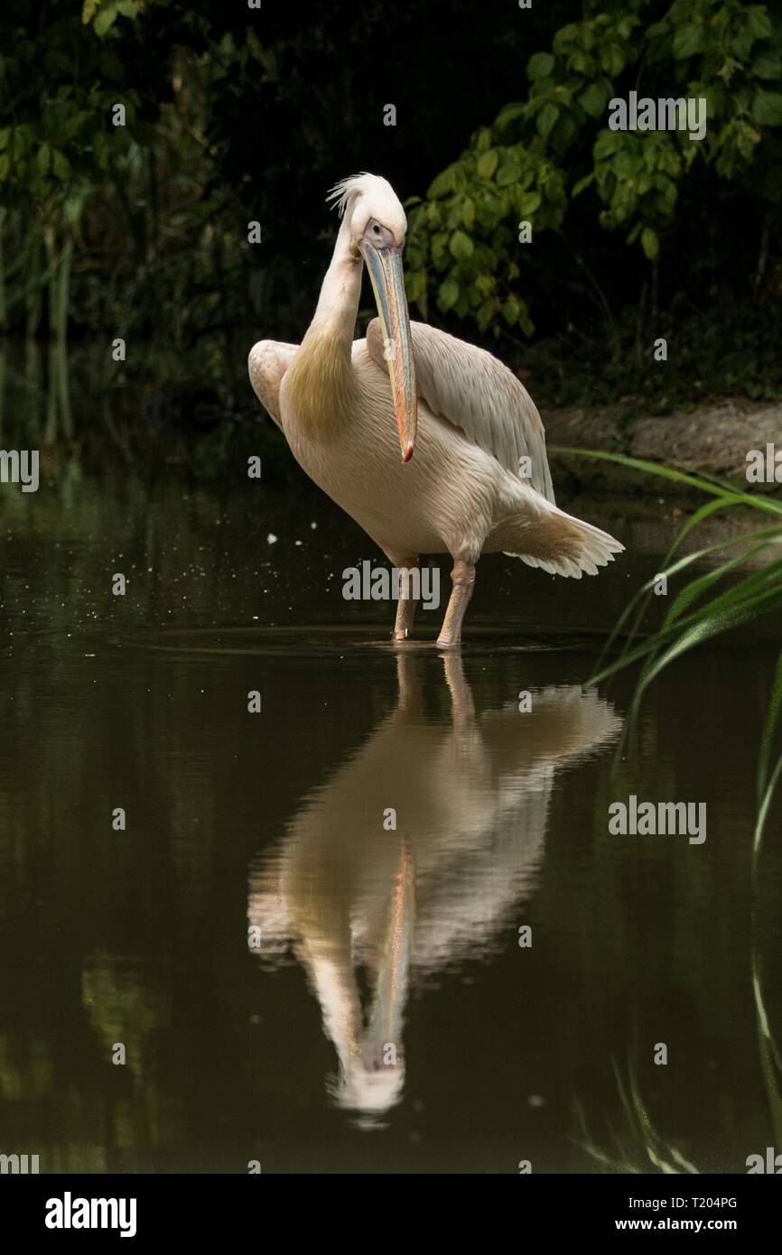 Pelikan Pelecanus onocrotalus am Zoo, Solo pelican Pflege seine Federn, schöne rosa Vogel in der Nähe von Teich, Wasser Vogel in seiner Umgebung, in der Nähe Stockfoto