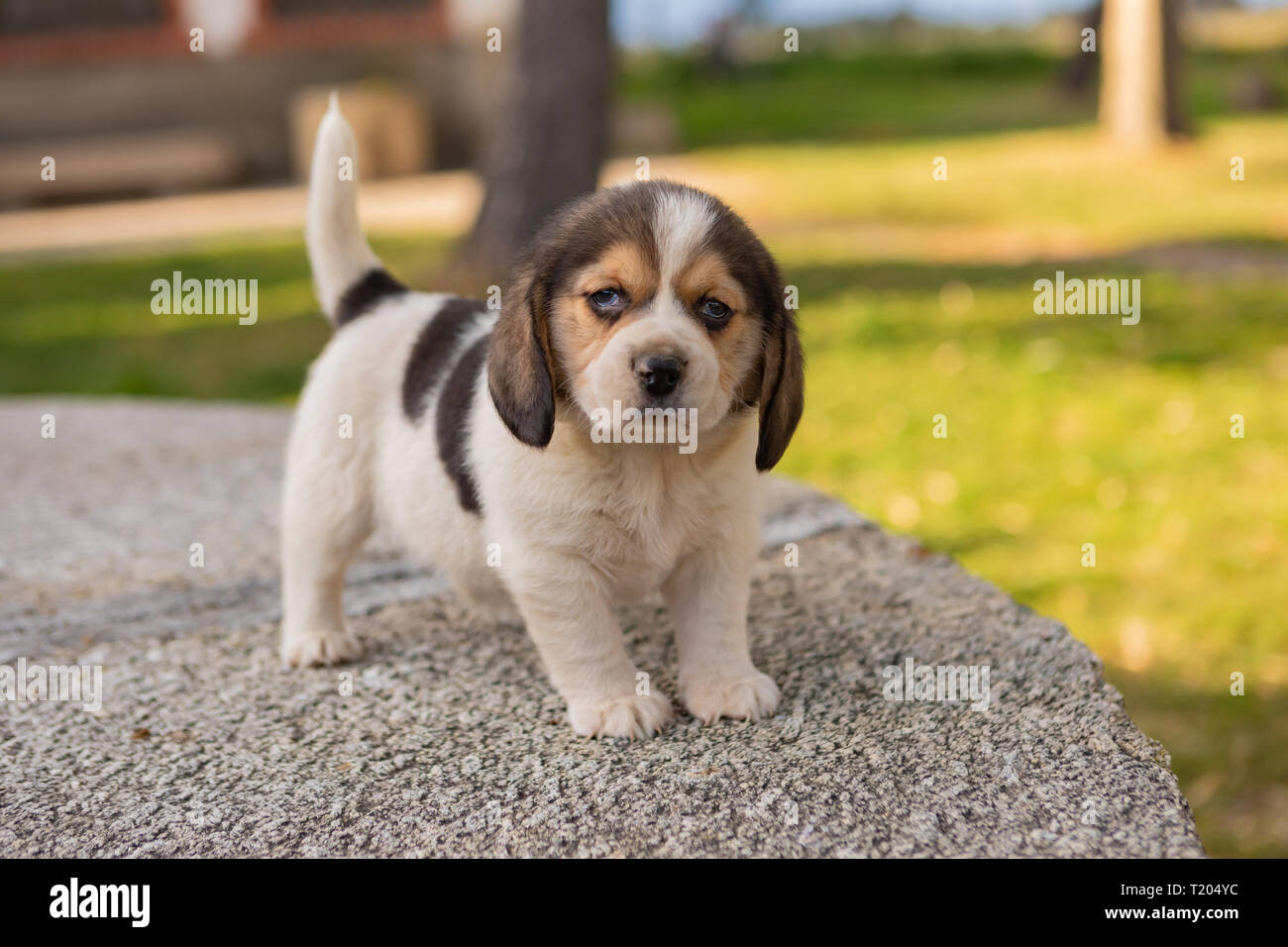Wunderschöne Beagle Welpen Braun und Schwarz im Garten Stockfoto