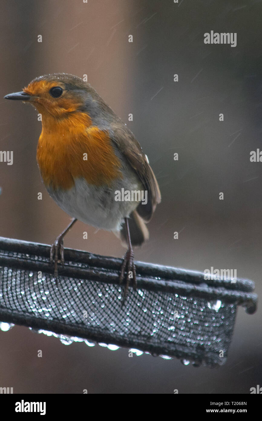 Robin stand auf Bird Feeder in Cornwall Garten Stockfoto