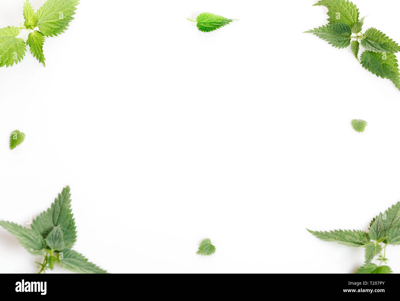 Gemeinsame oder Brennnessel, Urtica dioica, kleine Pflanze Makro. Hintergrund, Flach, Ansicht von oben. Stockfoto