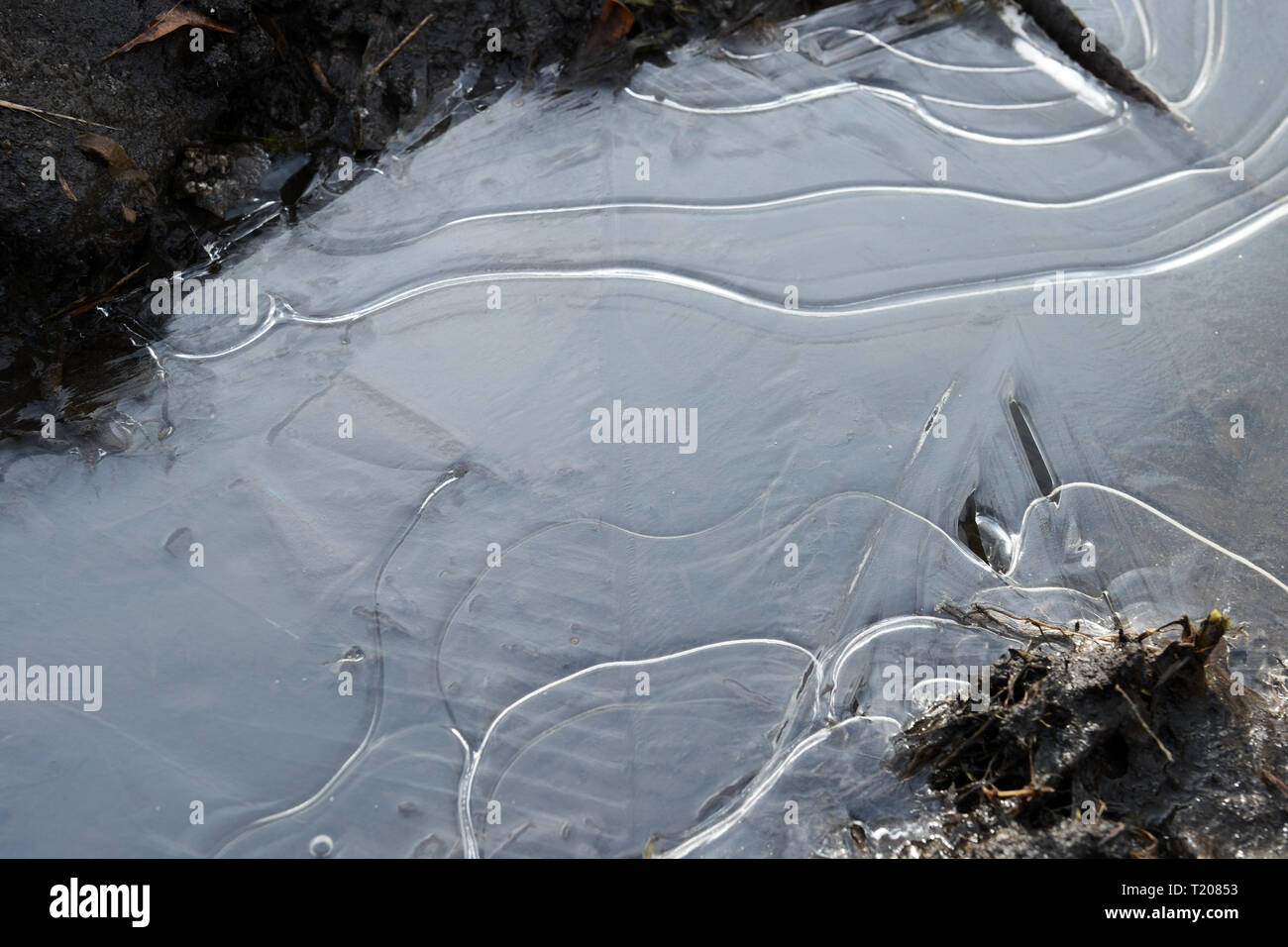 Eis auf einer gefrorenen Pfütze im Frühjahr Schlamm Nahaufnahme Stockfoto