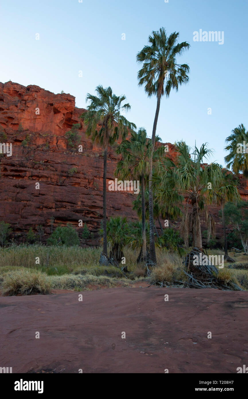 Dramatische Landschaft von Palm Valley, Northern Territory, Australien Stockfoto