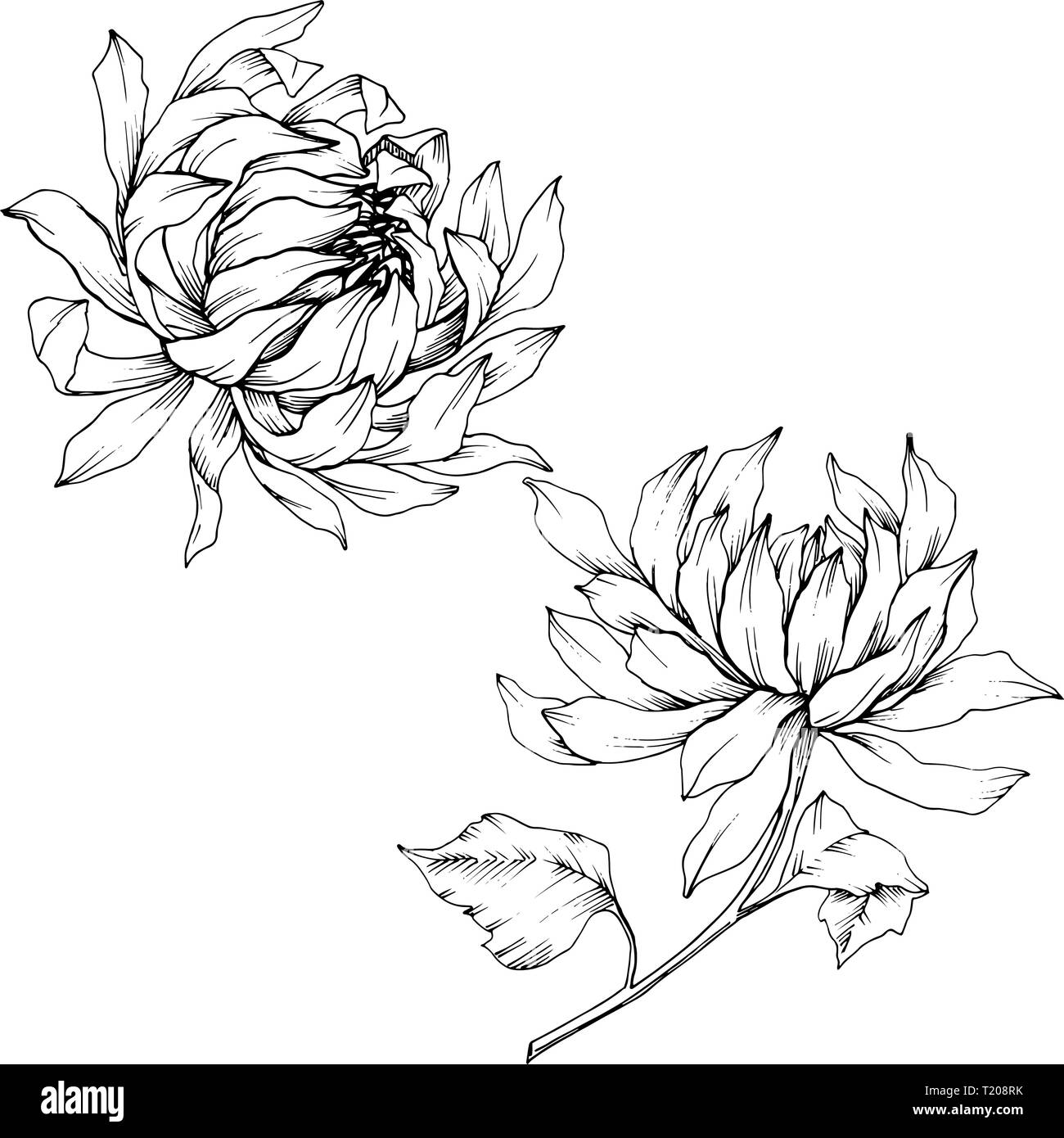 Vektor Chrysantheme floral botanischen Blumen. Schwarz und weiß eingraviert Tinte Art isoliert Blume Illustration Element. Stock Vektor