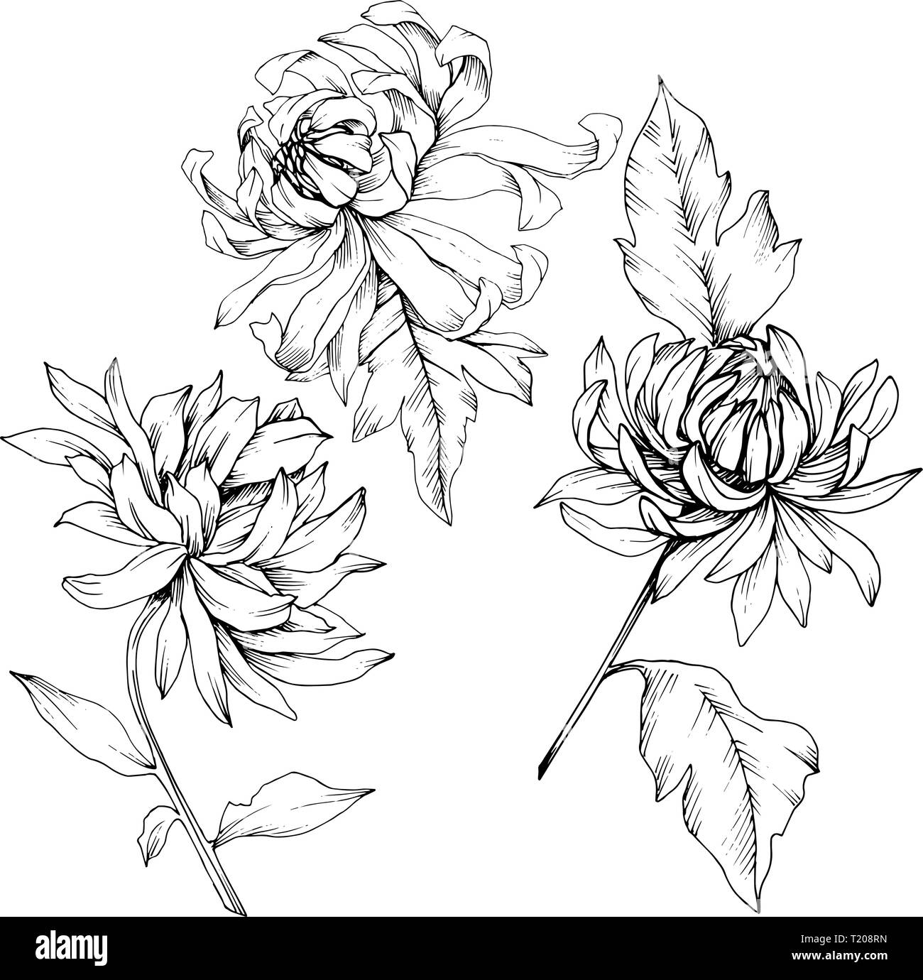 Vektor Chrysantheme floral botanischen Blumen. Schwarz und weiß eingraviert Tinte Art isoliert Blume Illustration Element. Stock Vektor