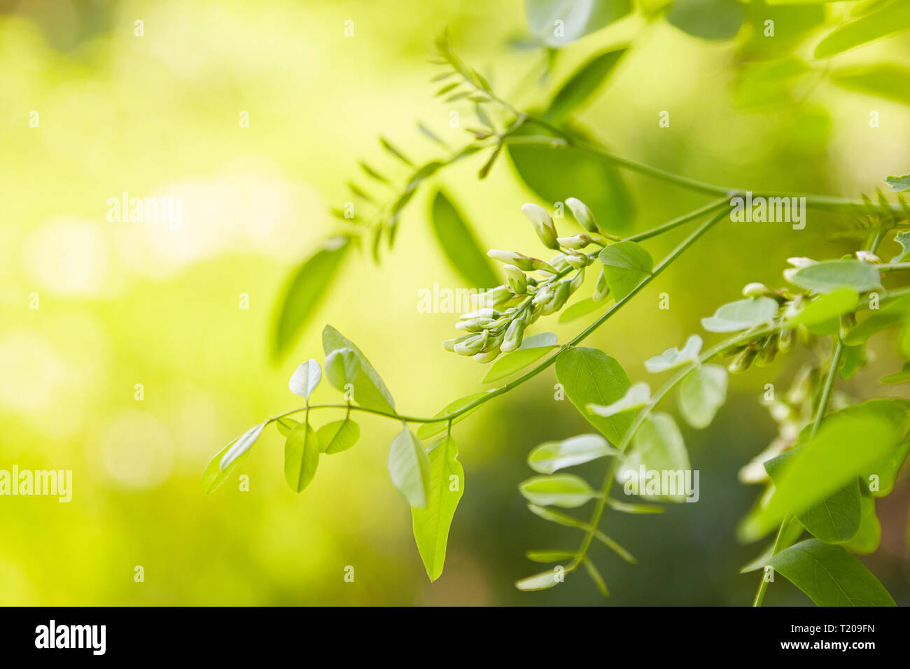 Weiß Akazie blühende an einem sonnigen Tag. Üppig blühende Akazie Zweig von Robinia pseudoacacia. Akazie blühen. Grünes Laub Stockfoto