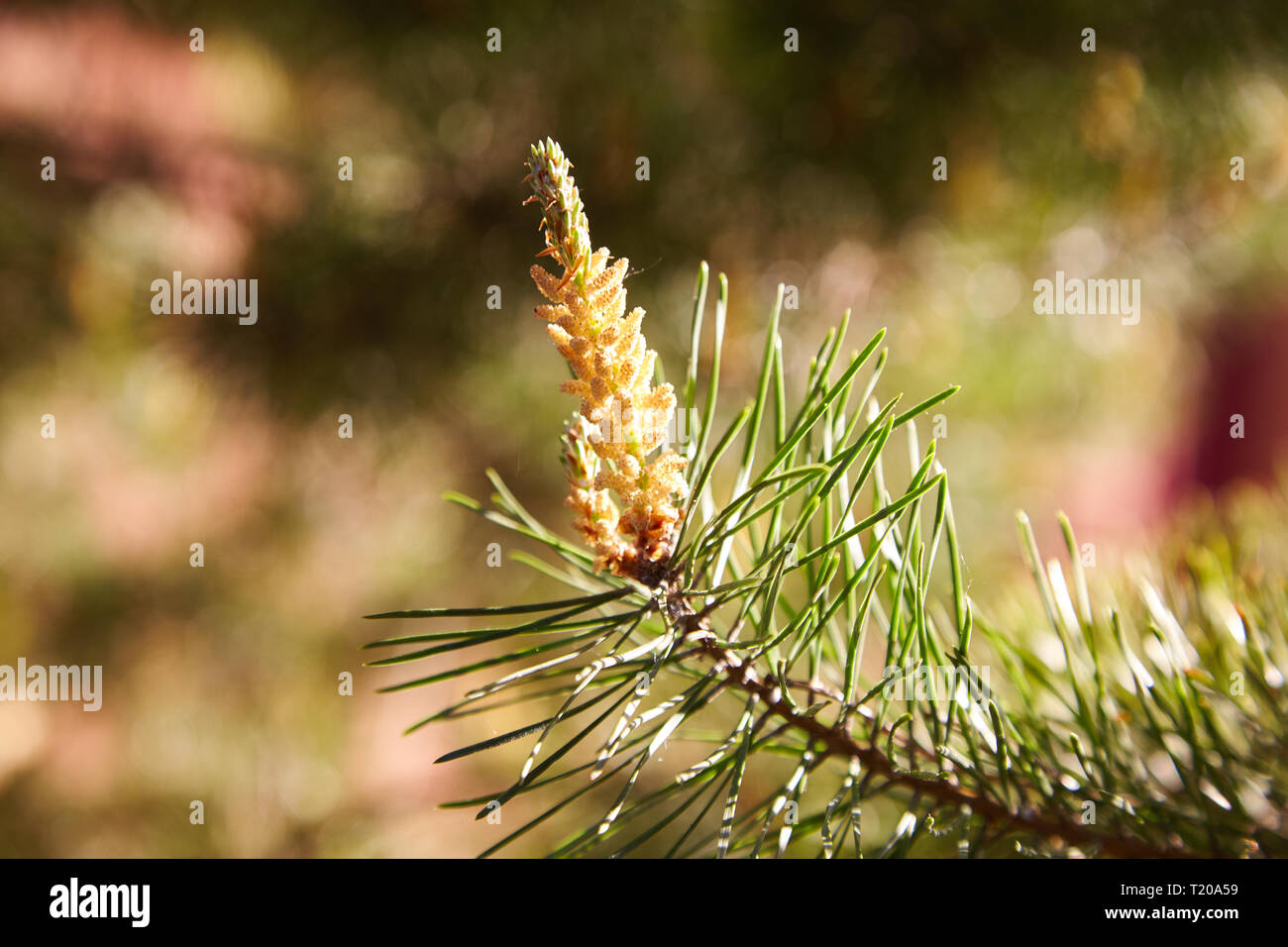 Junge Kiefer bud (Konus). Kiefer Niere. Niere nadelholz Baum close-up. Stockfoto
