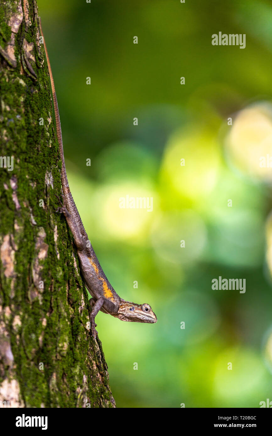 Weibliche gemeinsame Agama, Gabun Stockfoto