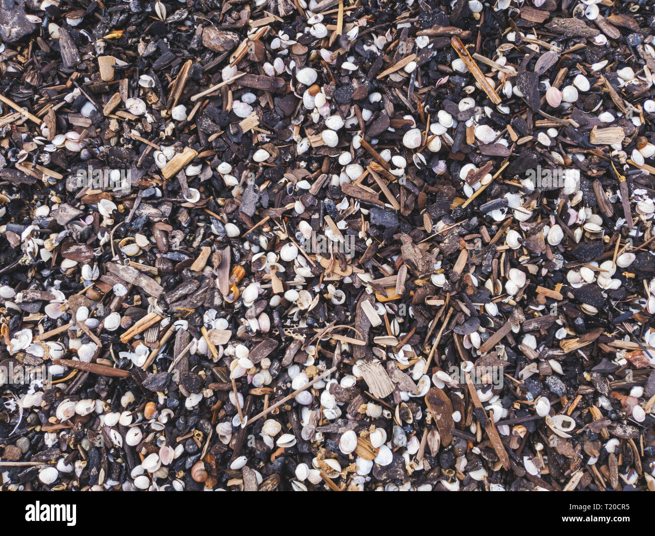 Muscheln und kleine Holzteile gewaschen am Strand Ufer Stockfoto