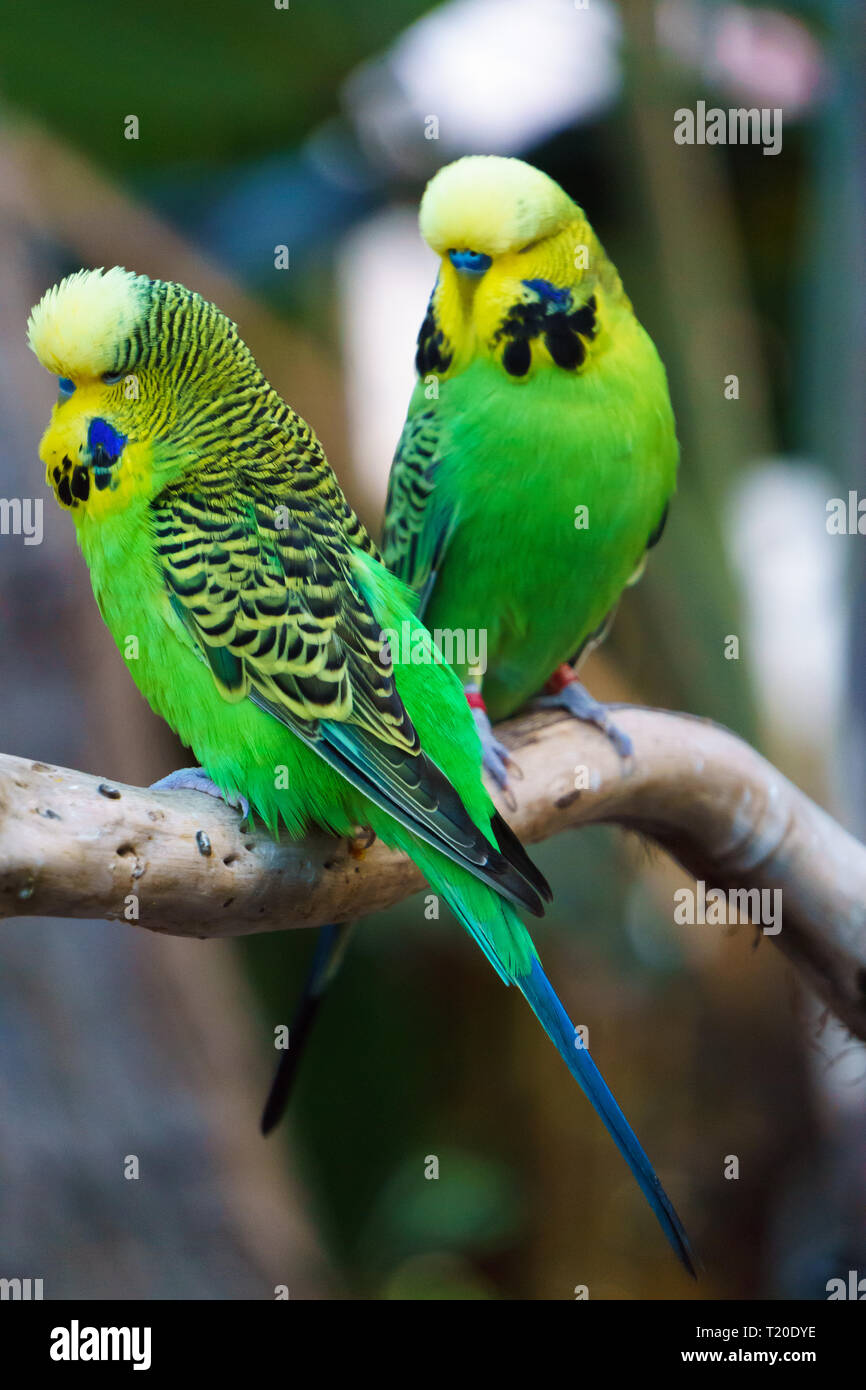 Zwei Wellensittiche Papageien Vögel den Spitznamen