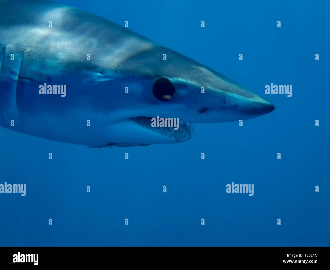 Mako Shark (Isurus oxyrinchus) Stockfoto