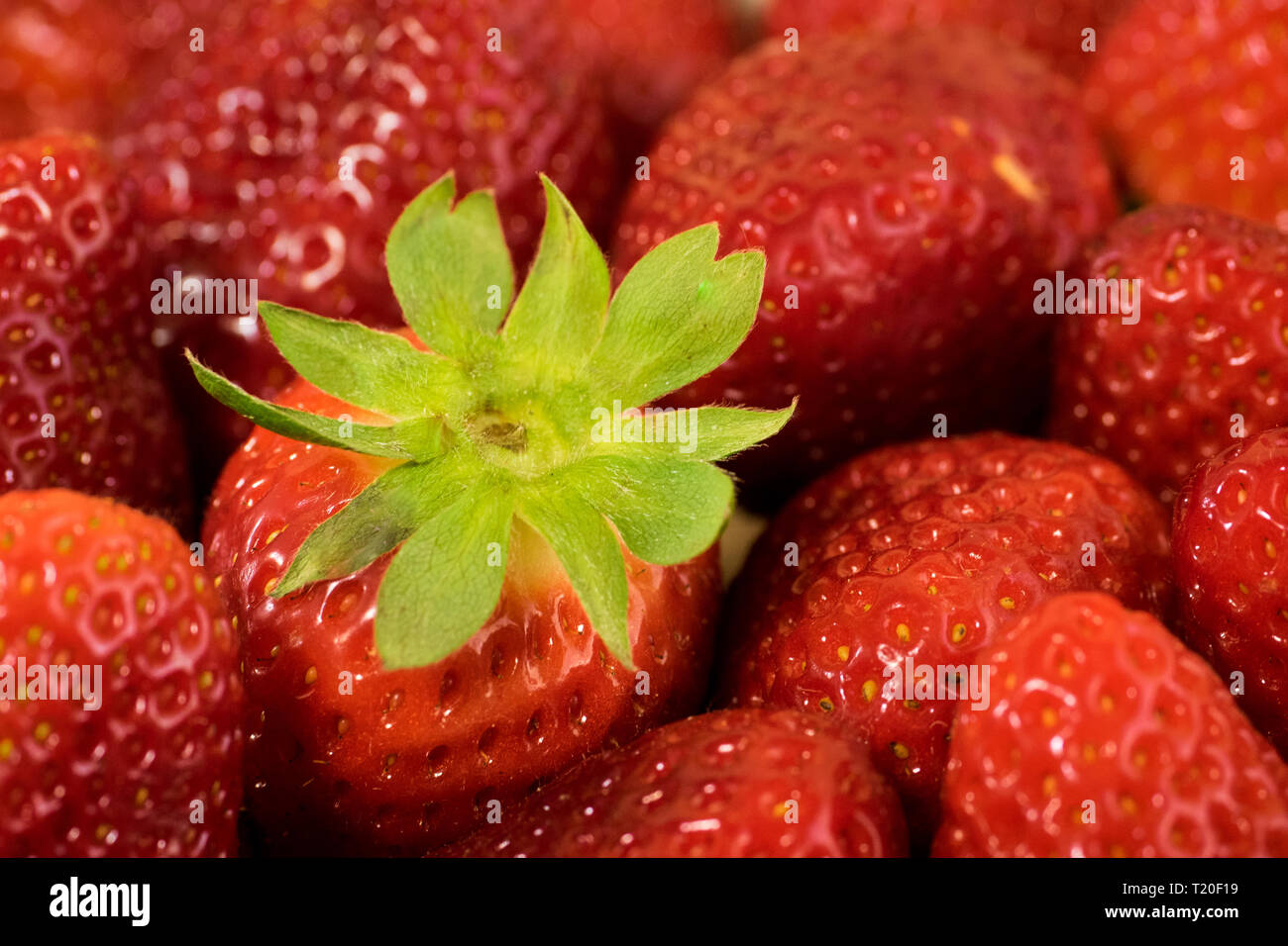 Hintergrund von frisch Erdbeeren, direkt oberhalb. Mit grünen Schwanz Stockfoto