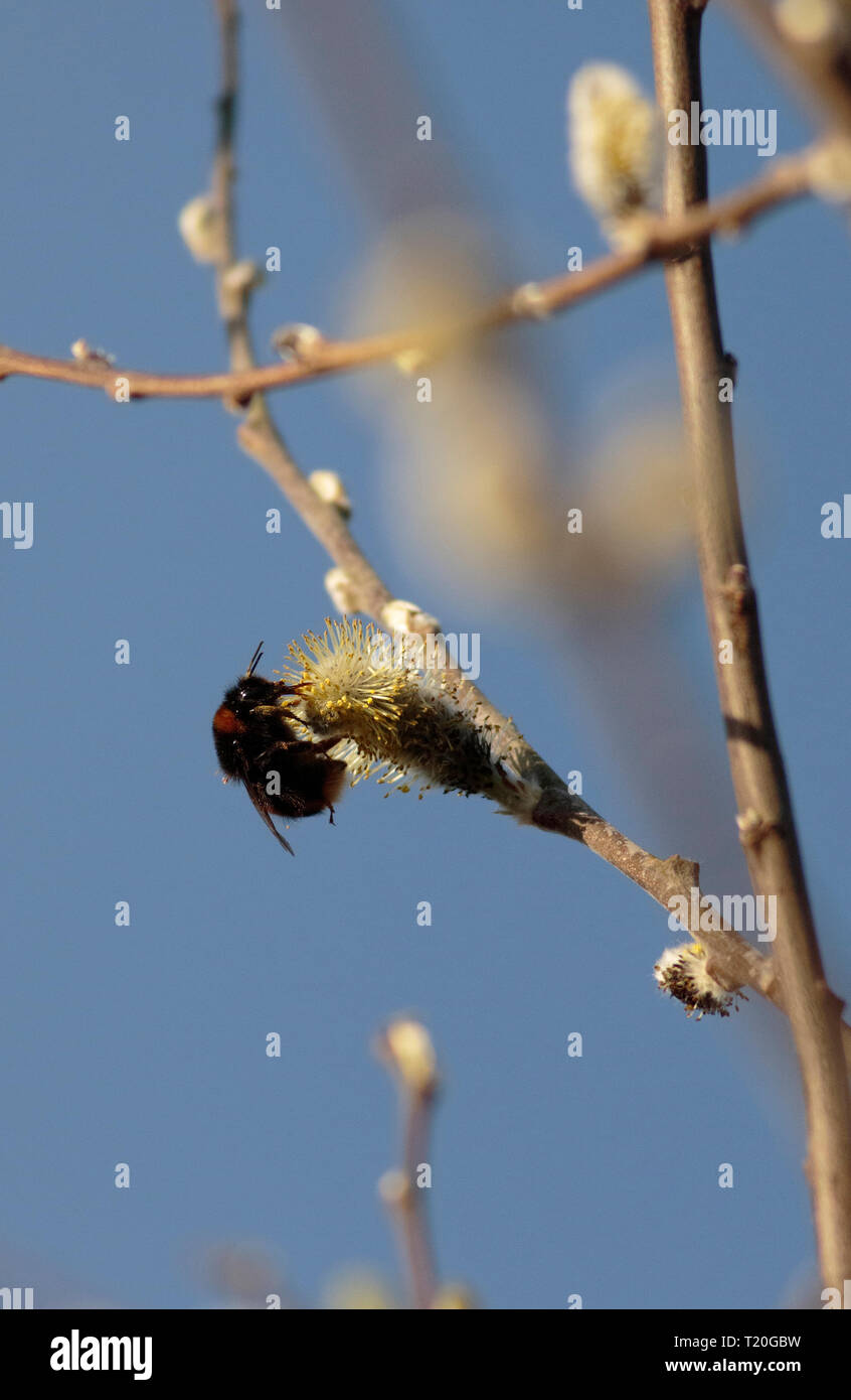 Hummel auf der Suche nach Pollen unter Willow blühen. Stockfoto