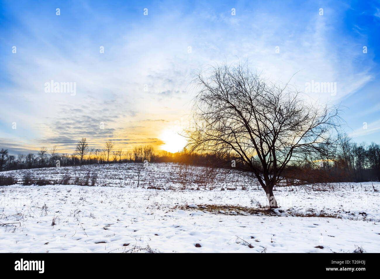 Schönen winter Sonnenuntergang, einsamer Baum, schneebedeckten Feld und dramatischen Himmel. Winterlandschaft. Stockfoto
