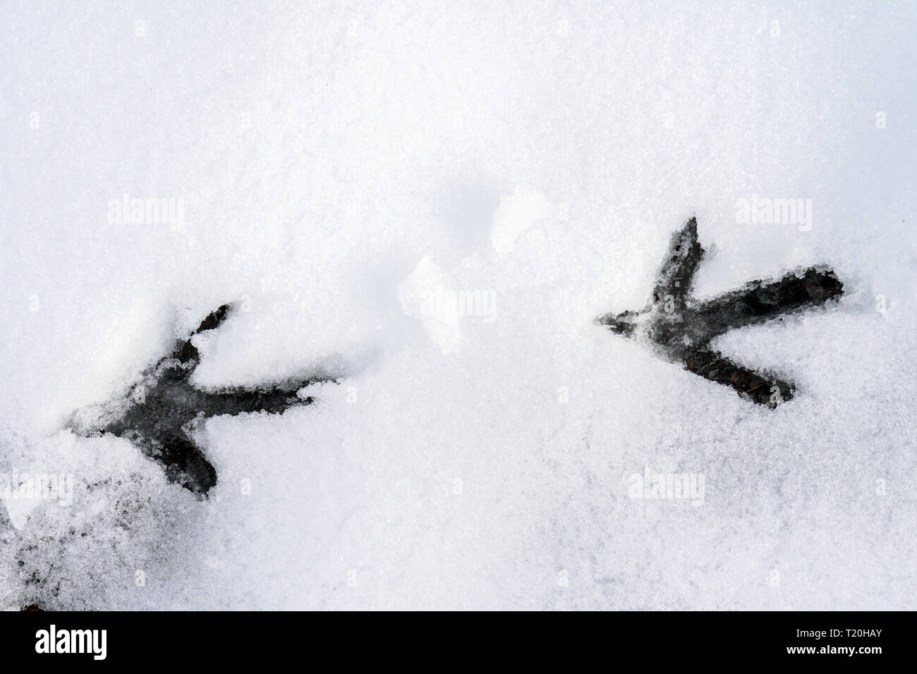 Spuren von Vögeln in frischem Schnee an einem kalten Wintertag. Stockfoto