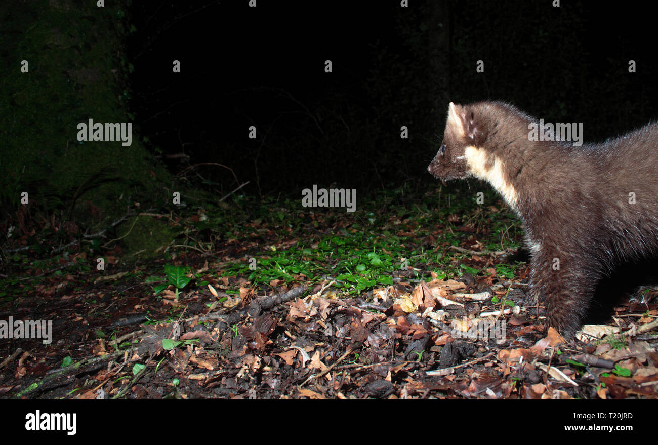 Baummarder Stockfoto