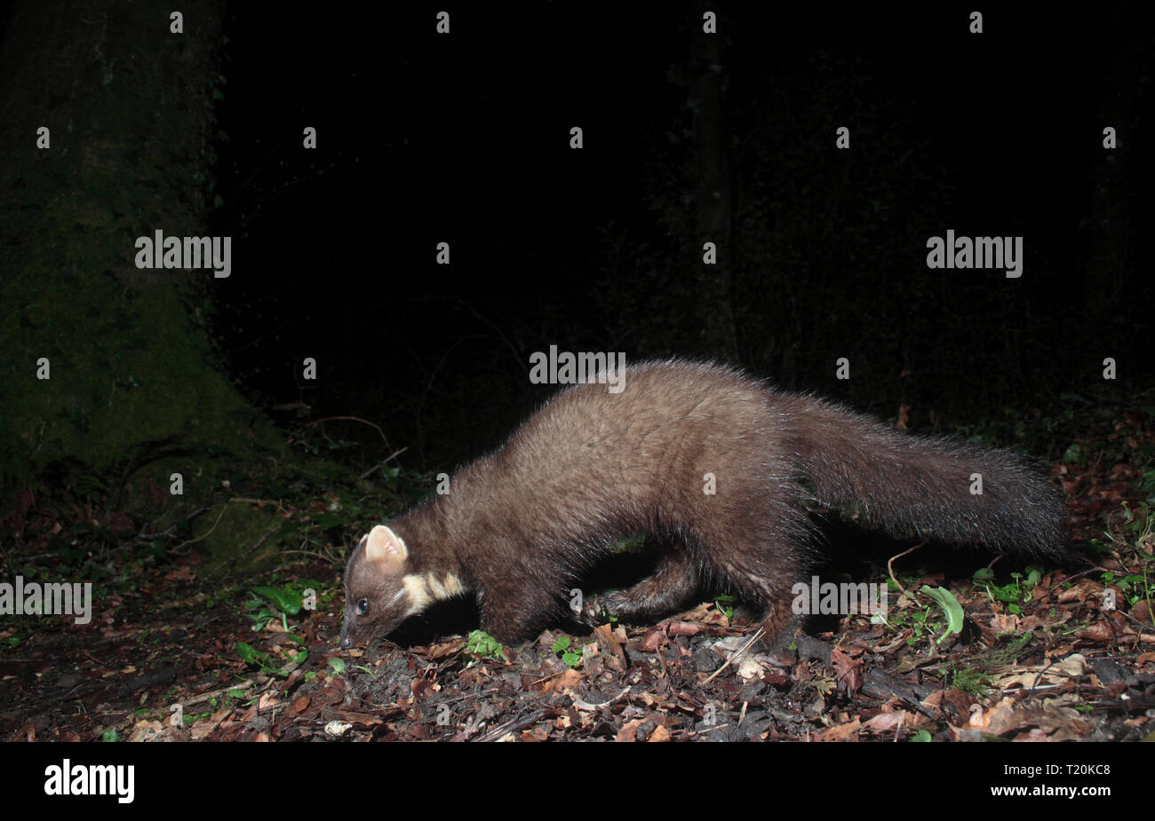 Baummarder Stockfoto