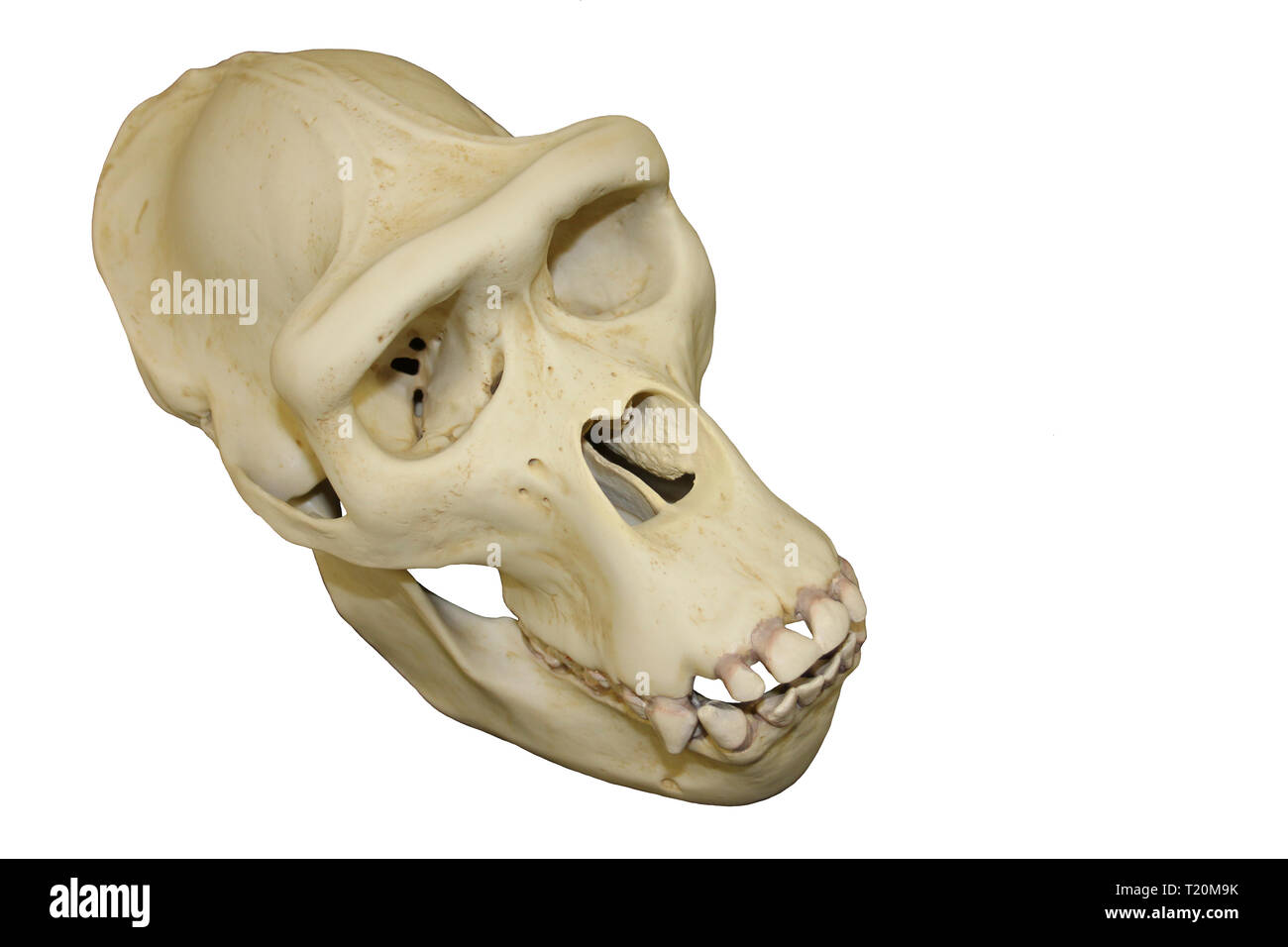 Weibliche Gorilla Schädel weißer Hintergrund Stockfoto