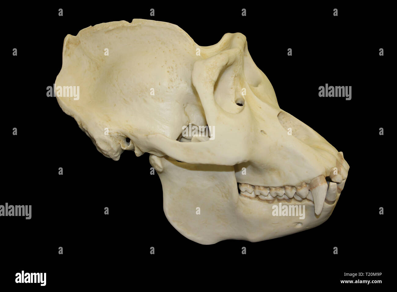 Männliche Gorilla Skull Schwarzer Hintergrund Stockfoto
