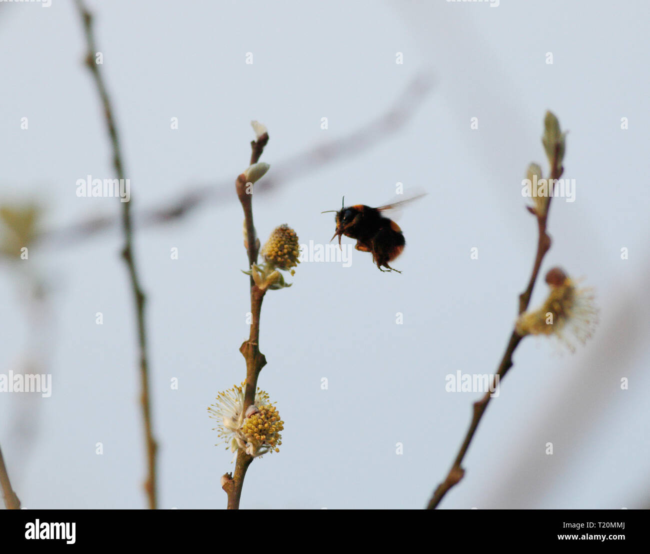 Hummel auf der Suche nach Pollen unter Willow blühen. Stockfoto