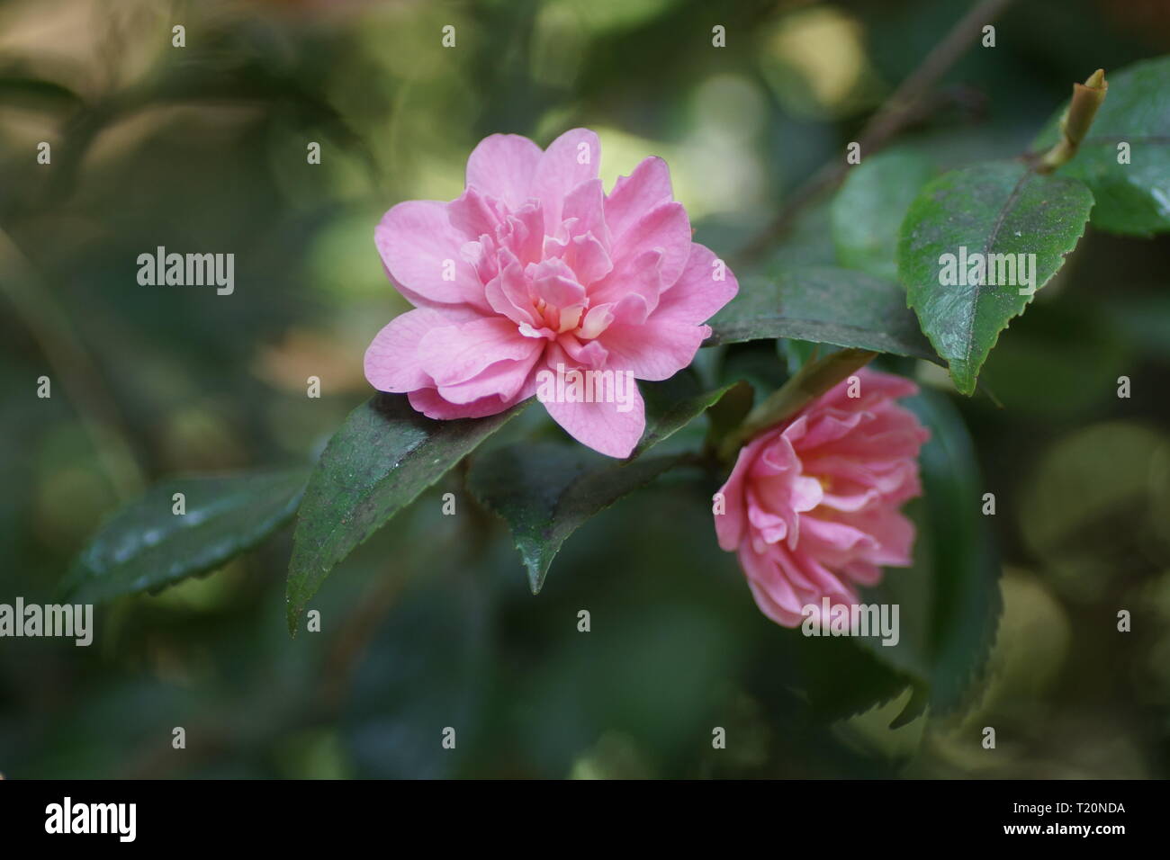 Camellia japonica 'Fragrant Pink' Stockfoto