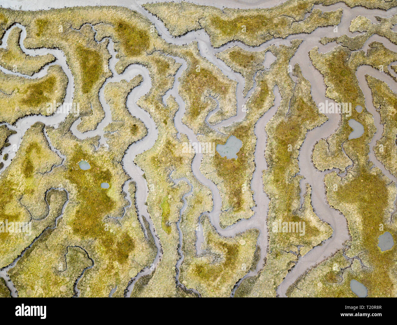 Tyne Salzwiesen, Tyninghame, East Lothian Stockfoto