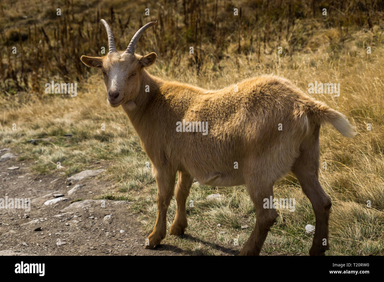 Ziege in den italienischen Alpen (Vinschgau, Martelltal) Stockfoto