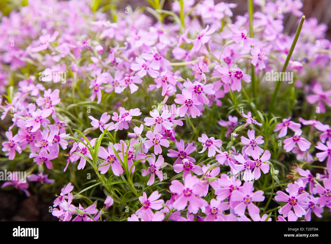 Kriechenden Phlox (Phlox subulata) oder Moos phlox auf blumenbeet. Stauden  Bodendecker blhende Pflanze. Kriechenden phlox Stockfotografie - Alamy