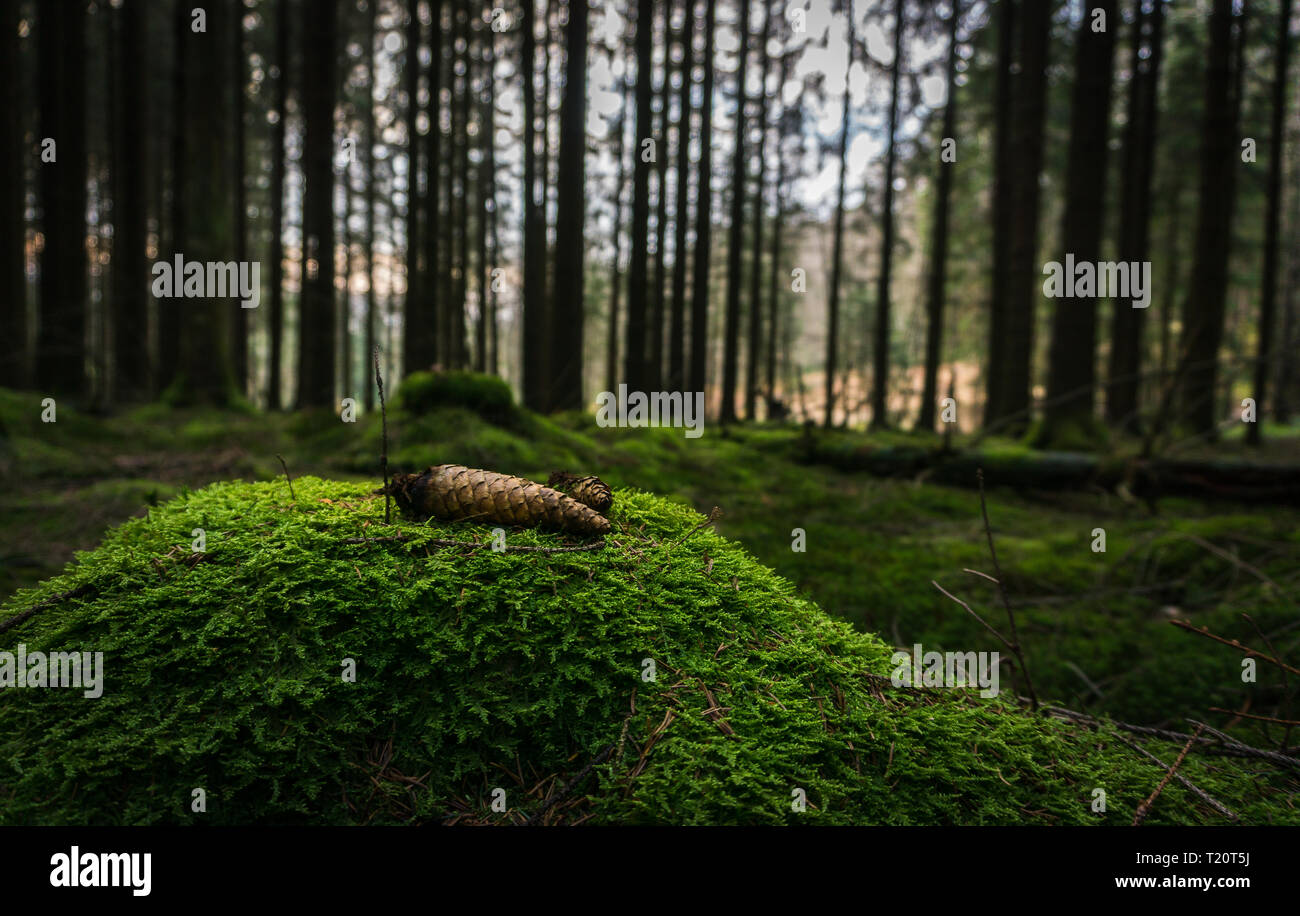 Pinecone Auf moos Baumstamm Stockfoto