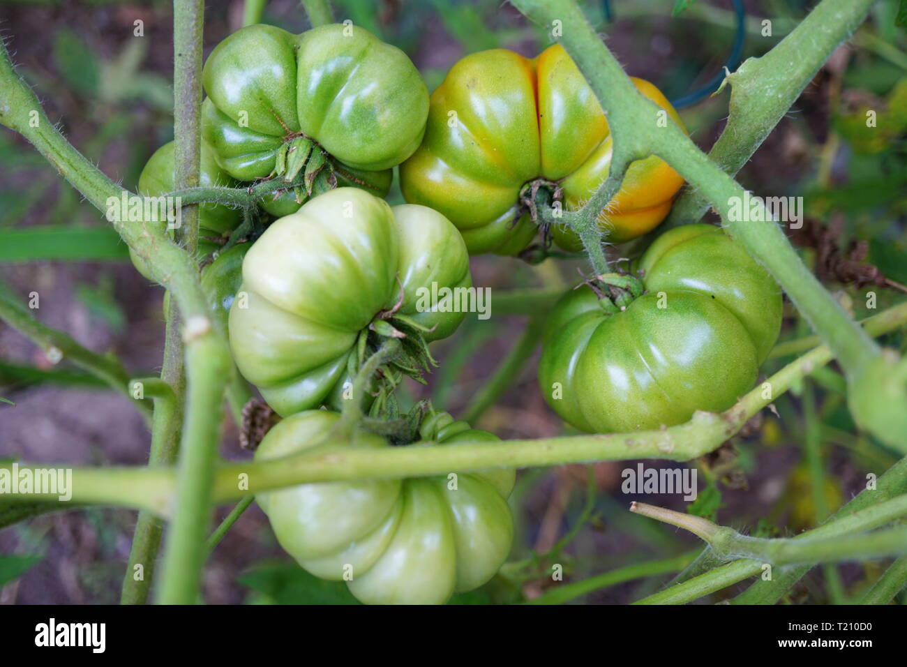 Costoluto Genovese Tomaten auf der Rebe (Italienische Tomaten) Stockfoto