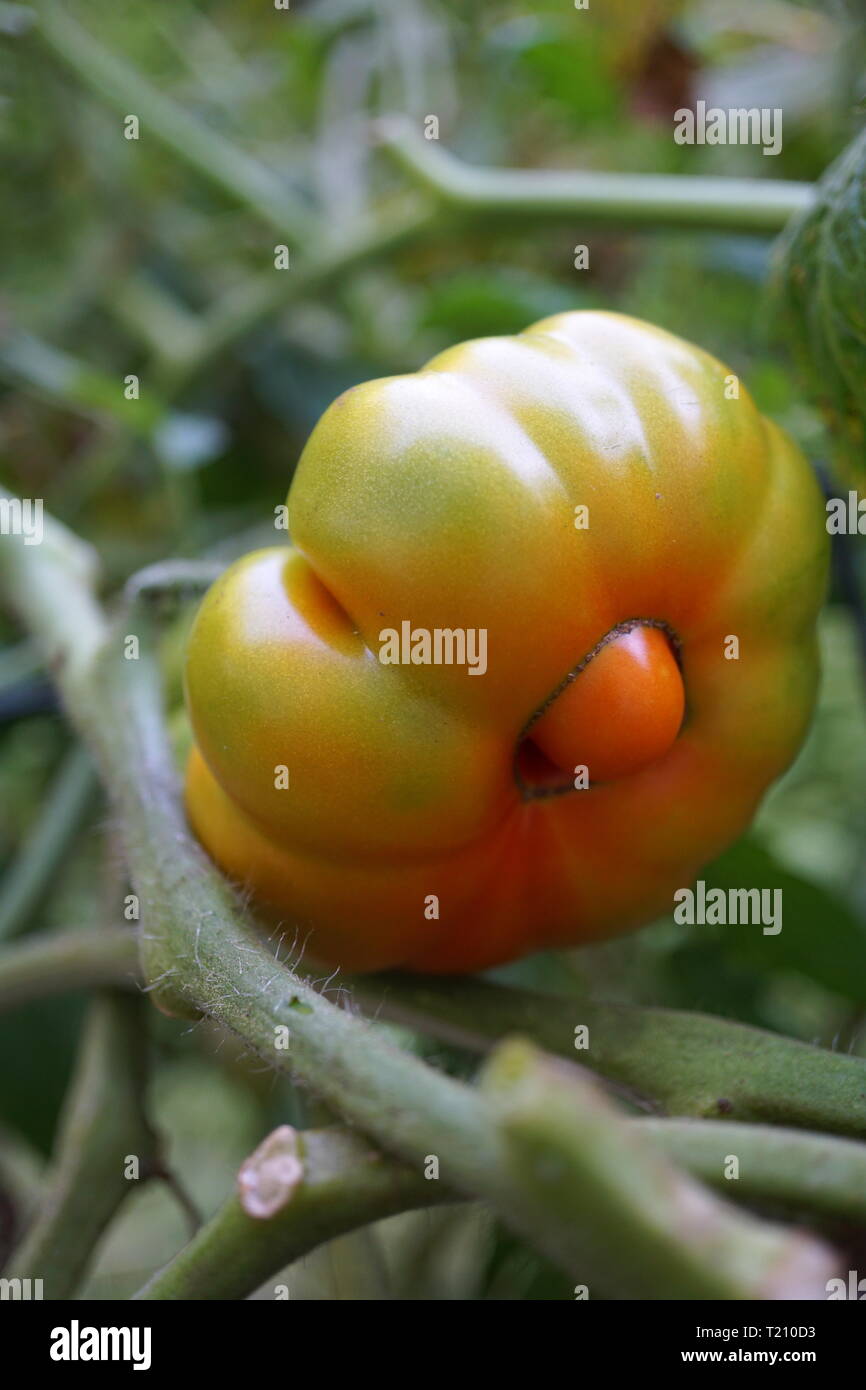 Costoluto Genovese Tomaten auf der Rebe (Italienische Tomaten) Stockfoto