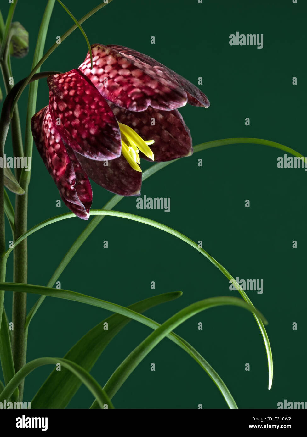 Nahaufnahme der Blüte von einer Schlange Kopf Blume isoliert auf Grün Stockfoto