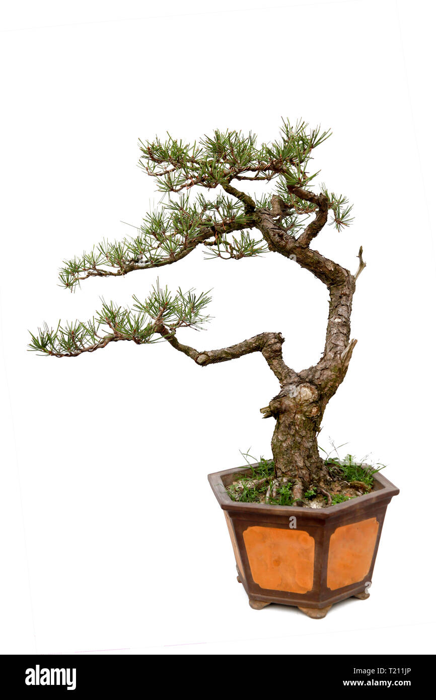 Evergreen bonsai auf weißem Hintergrund Stockfoto