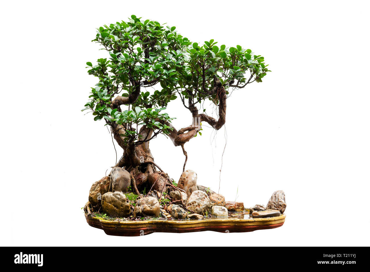 Evergreen bonsai auf weißem Hintergrund Stockfoto