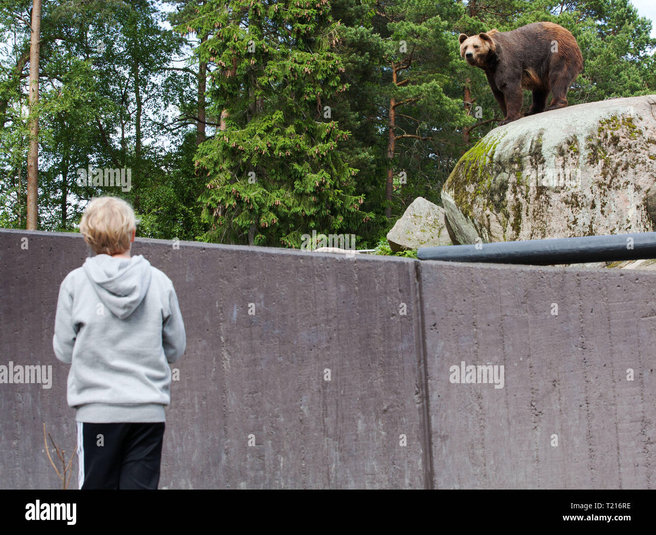 Litle boy an der Bär suchen, Kolmårdens djurpark. Stockfoto
