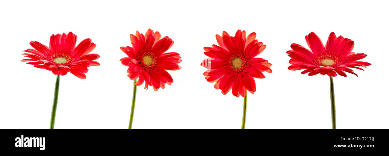 Vier rote Gänseblümchen (gerbera) Blumen auf einen Panoramablick auf weißem Hintergrund Stockfoto