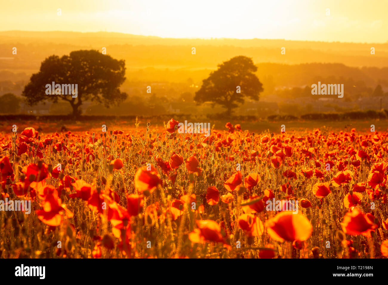 Großbritannien, Schottland, Midlothian, Mohnfeld bei Sonnenuntergang Stockfoto