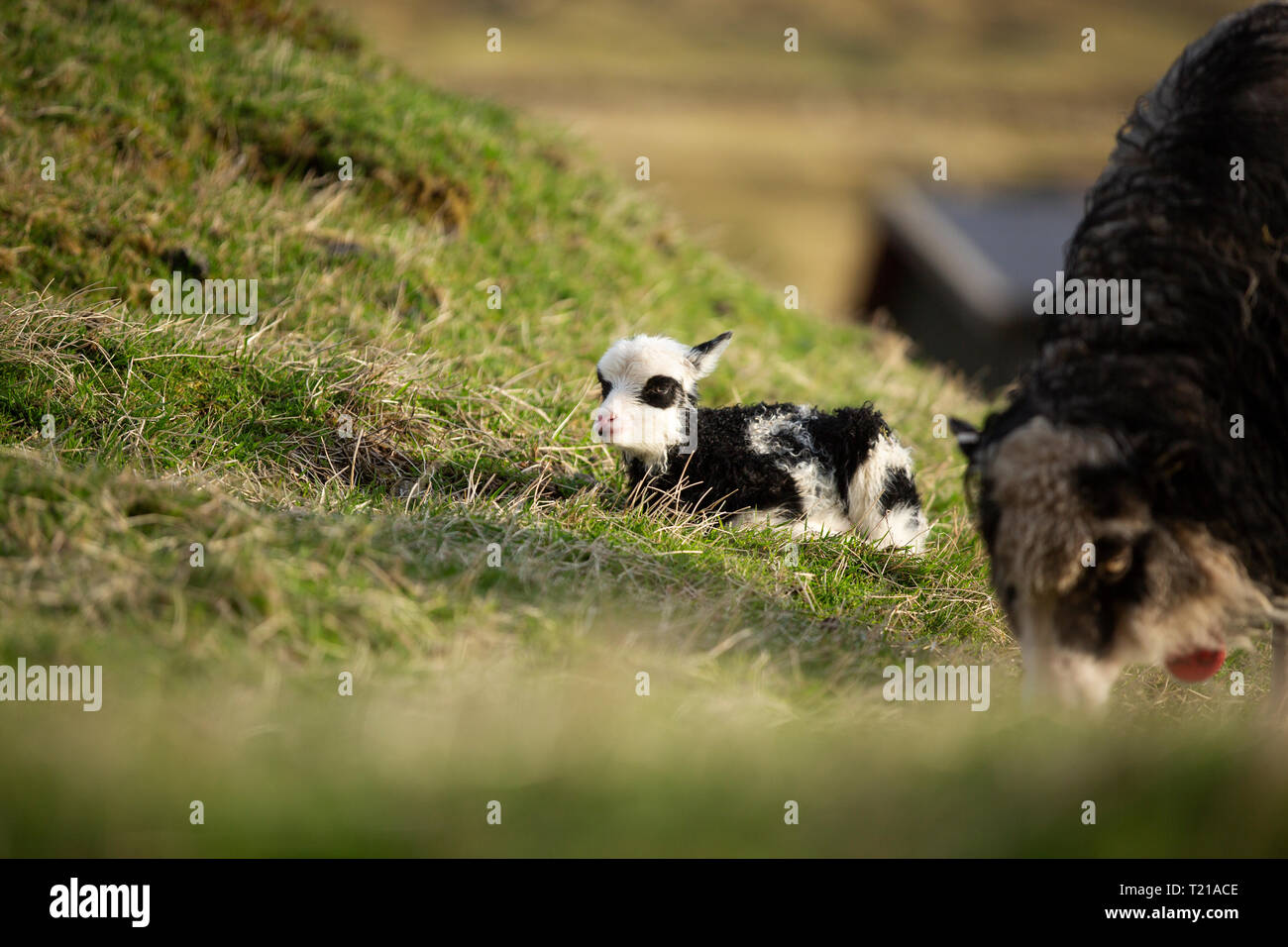 Baby Lamb aufwärmen in der Morgensonne Stockfoto