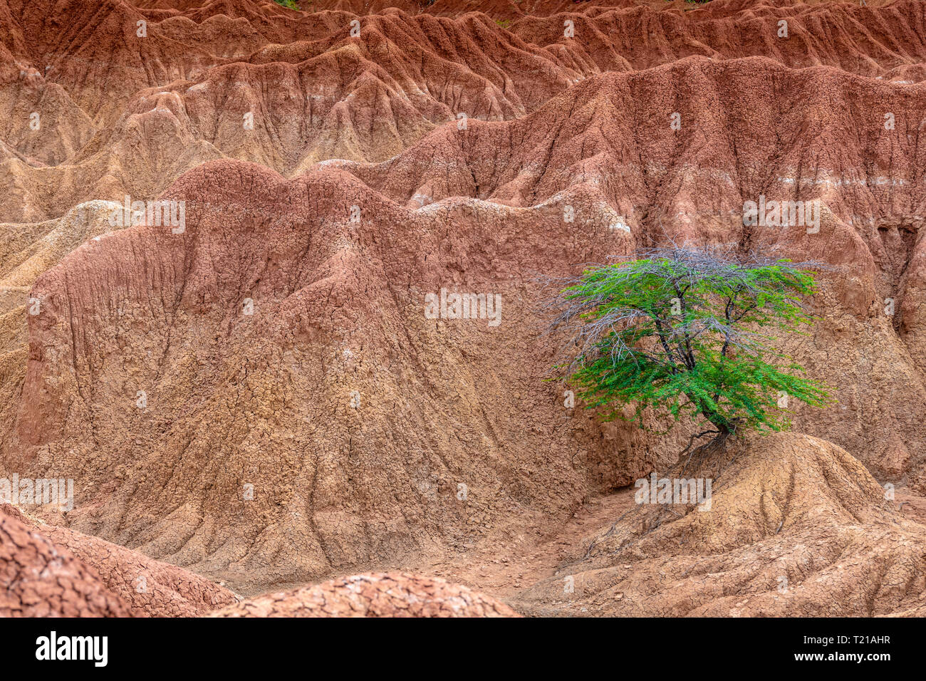 Ein einsamer Baum auf einer trockenen Wüste ridge in der Tatacoa Wüste Stockfoto