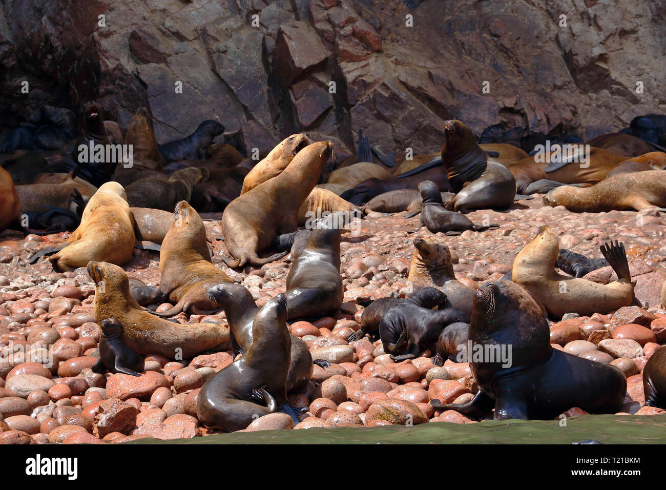 Wild Kolonie von Seelöwen (Otaria flavescens) am Ufer des Ballestas Inseln in Arequipa, Peru. Stockfoto