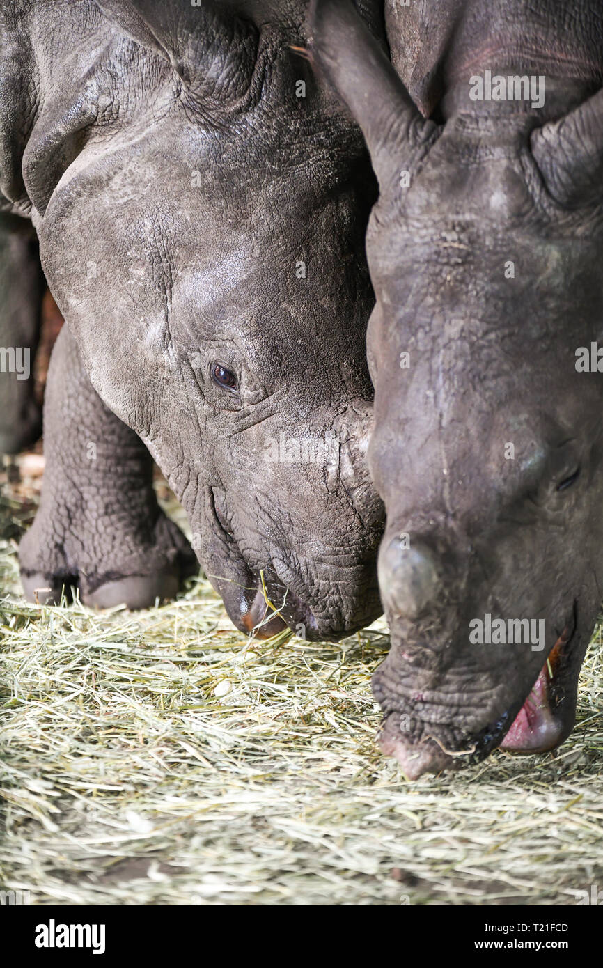 Edinburgh, Großbritannien. 29 Mär, 2019. Sanjay das Nashorn trifft Qabid das Nashorn im Zoo von Edinburgh, Schottland. Zwei Jahre alte Sanjay, kam vom Tiergarten Nürnberg, Deutschland Am 20. März 2019 und drei Jahre alt, Qabid, von Planckendael Zoo in Belgien im Juli 2018 angekommen. Sie sind beide Grössere - gehörnten Nashörnern - auch als indische Nashorn und großen indischen Rhinozeros - mit insgesamt 2.575 erwachsenen Personen geschätzt in der Wildnis in 2008 zu Leben gefährdet sind bekannt. Credit: Andy Catlin/Alamy leben Nachrichten Stockfoto